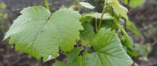 Les Amis de la Vigne vendangeront le 18 septembre à Chécy